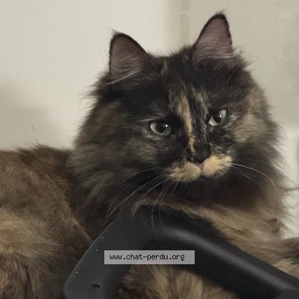 Photo 1/1 Bella Chat perdu à Paris