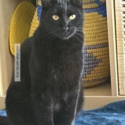 Photo 1/1 Chat trouvé Trouvé à Valence