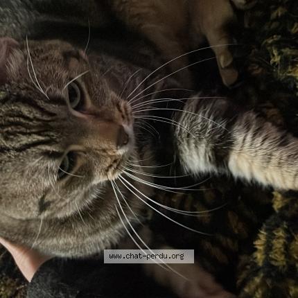 Photo 1/2 Chat trouvé Trouvé à Anduze