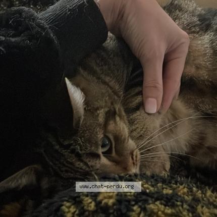 Photo 2/2 Chat trouvé Trouvé à Anduze