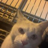 Photo de chat trouvé à Rennes