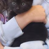 Photo de chat perdu à Plaisir