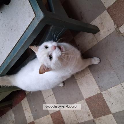 Photo 1/1 Chat trouvé Trouvé à Brest