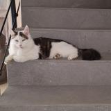 Photo de chat perdu à Brindas