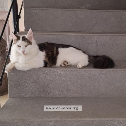 Photo 1/1 Tofu Chat perdu à Brindas
