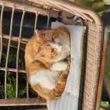 Photo de chat trouvé à Chemaudin Et Vaux