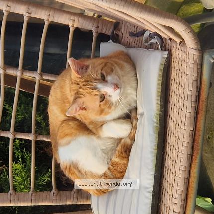 Photo 1/1 Chat trouvé Trouvé à Chemaudin et vaux