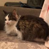 Photo de chat perdu à Saintes