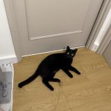 Photo de chat trouvé à Nantes