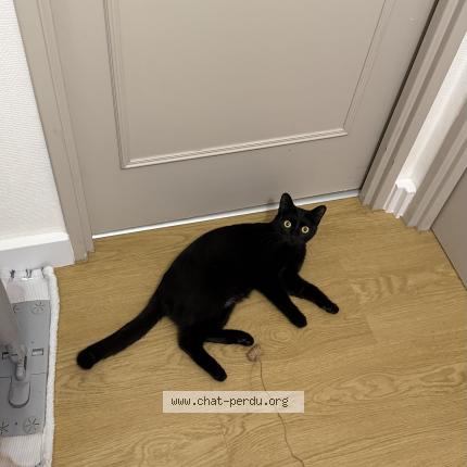 Photo 1/1 Chat trouvé Trouvé à Nantes