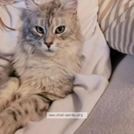 Photo 1/1 Belle Chat perdu à La couronne martigues