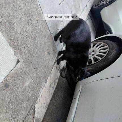 Photo 1/2 Chat trouvé Trouvé à Nice