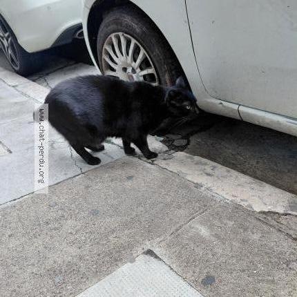 Photo 1/2 Chat trouvé Trouvé à Nice