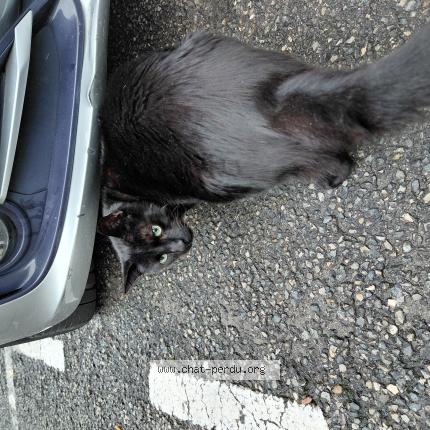 Photo 2/2 Chat trouvé Trouvé à Nice