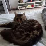 Photo de chat trouvé à Grand Auverne