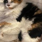 Photo de chat perdu à Marseille