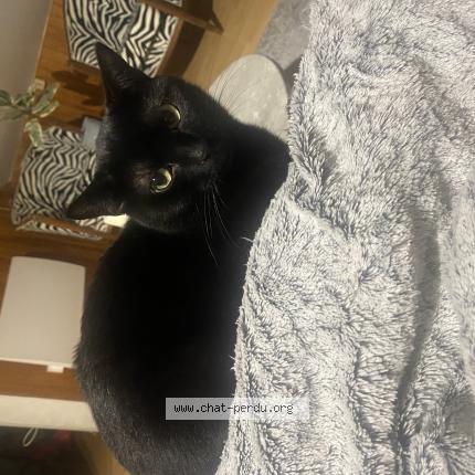 Photo 1/1 Ulysse Chat perdu à Saint laurent du pont