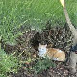 Photo de chat perdu à Luzarches