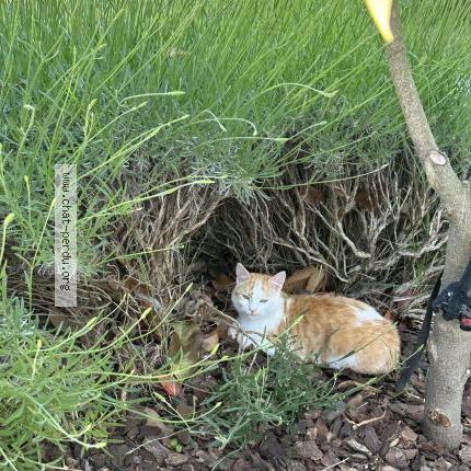 Photo 1/1 Shakira Chat perdu à Luzarches
