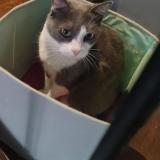 Photo de chat perdu à Sainte Marie La Mer