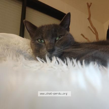 Photo 1/1 Tag Chat perdu à Saulnieres