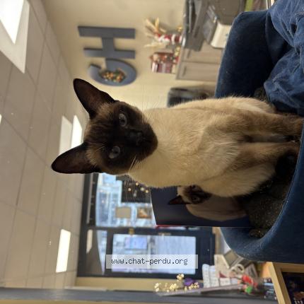 Photo de chat perdu à Saumur