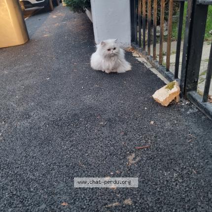 Photo 1/1 Chat trouvé Trouvé à Bondy