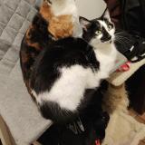 Photo de chat perdu à Angers