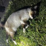 Photo de chat trouvé à Saint Philbert De Grand Lieu