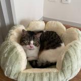 Photo de chat perdu à Lyon 03