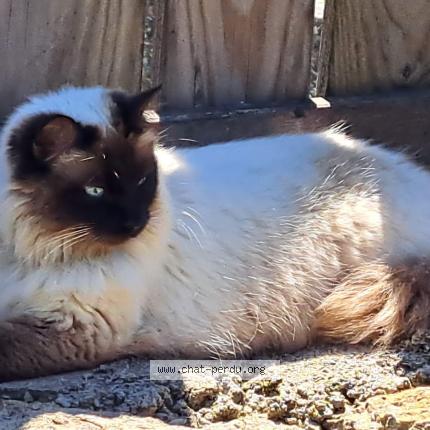 Photo 1/1 V&eacute;ronique Baudin Chat perdu à Niort