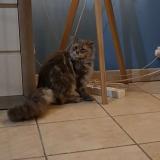 Photo de chat trouvé à Brest