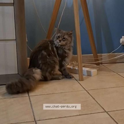 Photo 1/1 Chat trouvé Trouvé à Brest