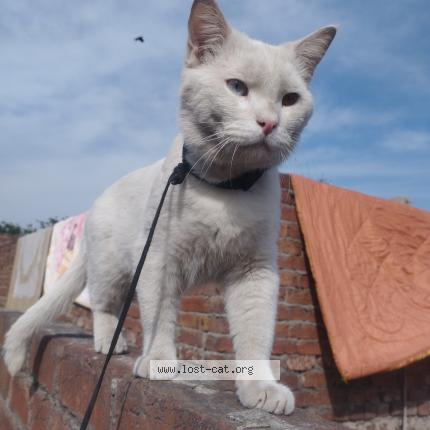 Photo 1/1 Chito Chat perdu à Lahore