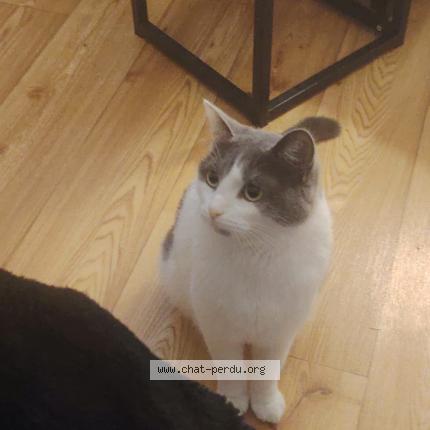 Photo 1/1 yuna Chat perdu à Hericourt
