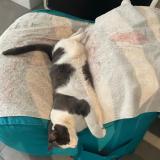 Photo de chat perdu à Cannes La Bocca