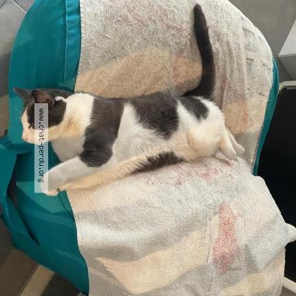 Photo 1/1 Shaki Chat perdu à Cannes la bocca