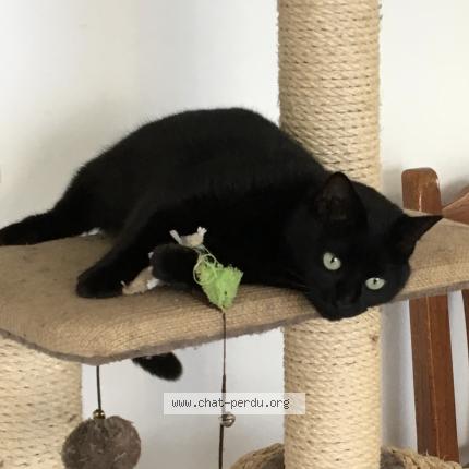 Photo 1/1 Isis Chat perdu à La roche sur yon