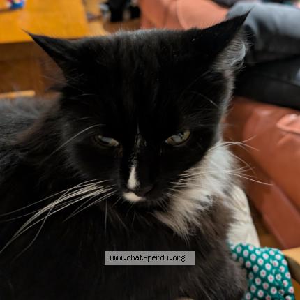 Photo 1/1 Mr Nibbles Chat perdu à Hyeres