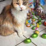 Photo de chat perdu à Saint Cesaire