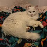 Photo de chat perdu à Creteil