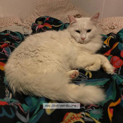 Photo 1/1 Ficelle Chat perdu à Creteil