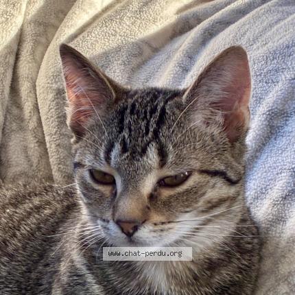 Photo 1/1 Belle Chat perdu à Clef vallee d eure