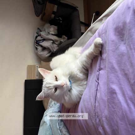 Photo 1/1 Canaille Chat perdu à Bramois