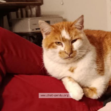 Photo 1/1 Toumaï Chat perdu à Messei