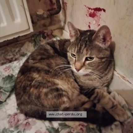 Photo 1/1 Chat trouvé Trouvé à Beauvais