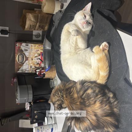 Photo 1/1 Natsu Chat perdu à La varenne st hilaire