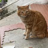 Photo de chat trouvé à Fontaine