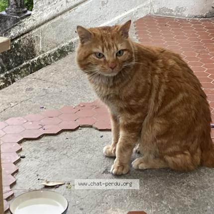 Photo 1/2 Chat trouvé Trouvé à Fontaine