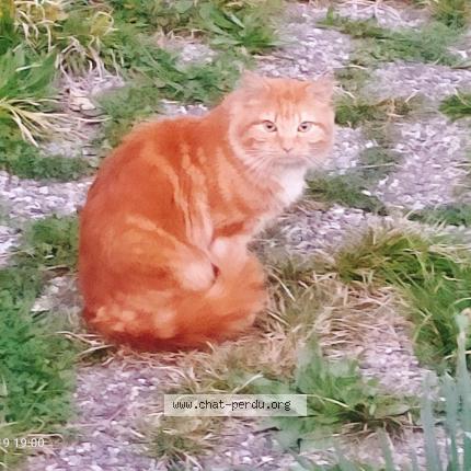 Photo 2/2 Chat trouvé Trouvé à Fontaine